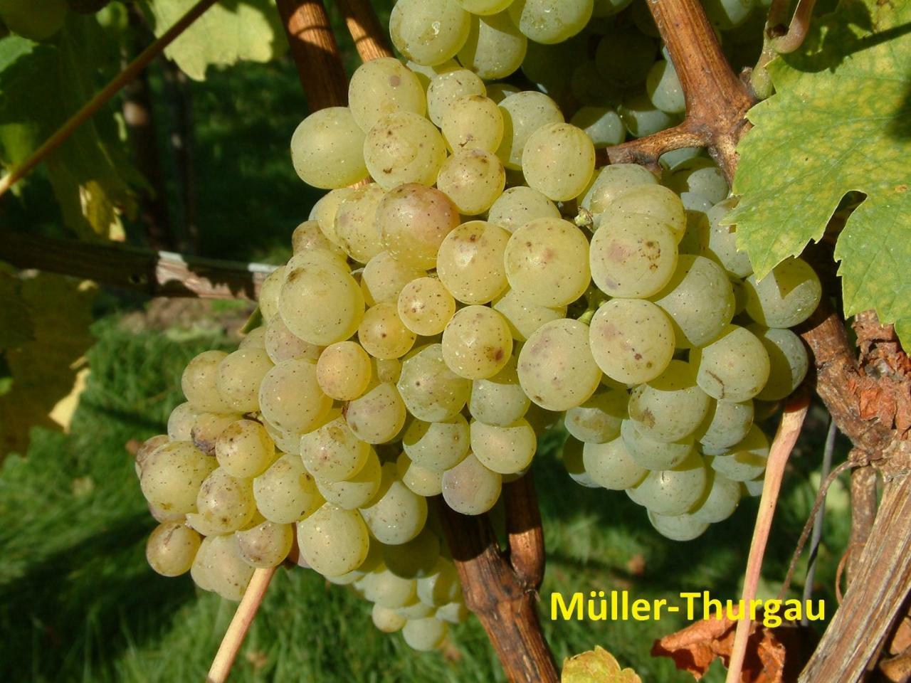 Готель Weinstube Schwalbennest Карлштадт Екстер'єр фото